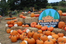 plumper pumpkins portland